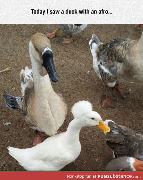 Duck with afro