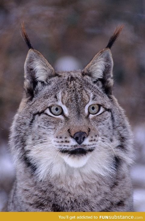 Siberian Lynx