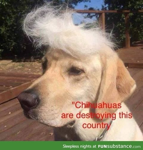 Hey look, it's Dognald Trump