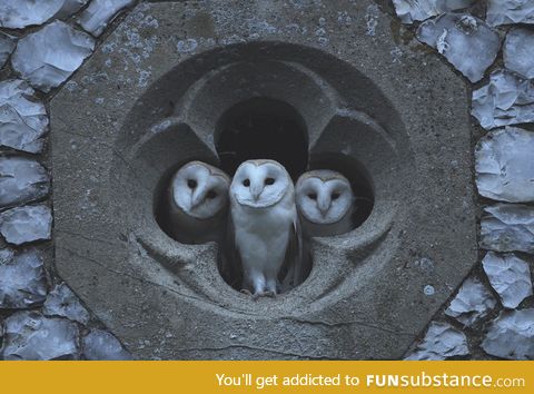 A few Tyto Alba Barn Owls