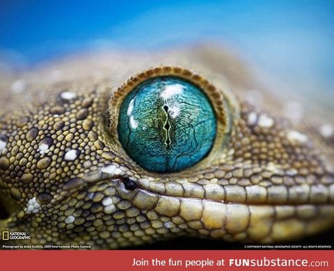 Amazing close up of geckos eye