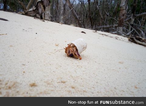 A hermit crab in Cuba using a toothpaste cap as a shell