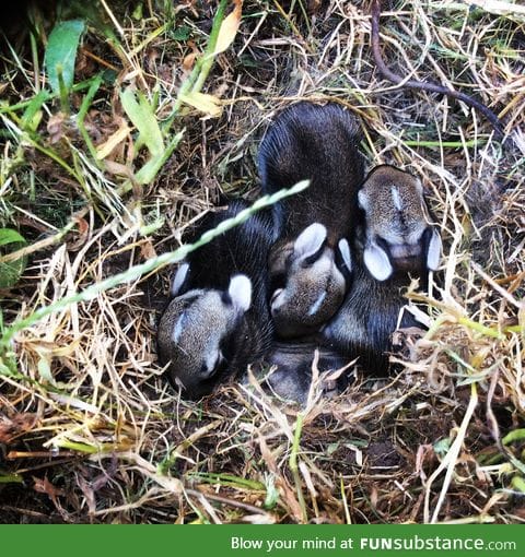 If you're having a bad day here's four 2-week-old bunny rabbits.