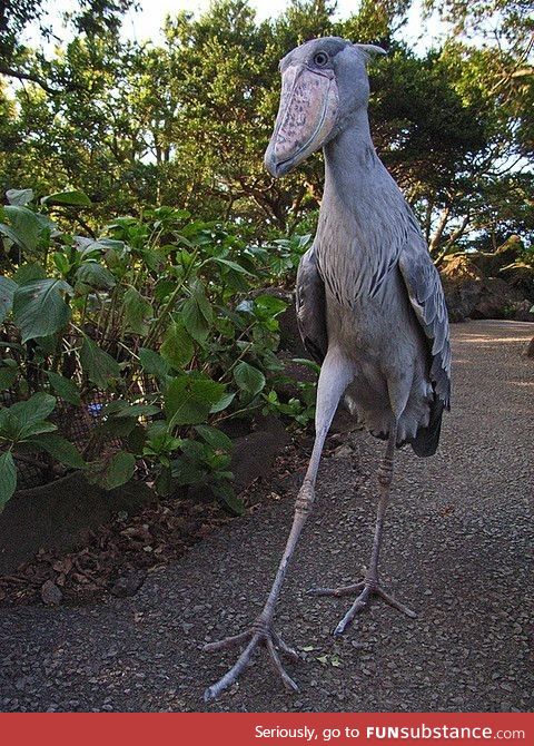 Shoebill posing