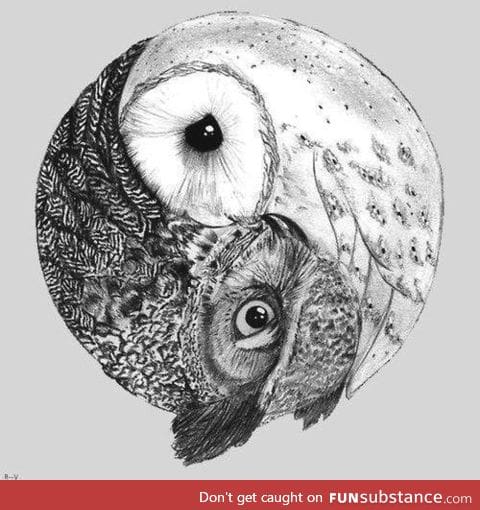 Owl ying yang