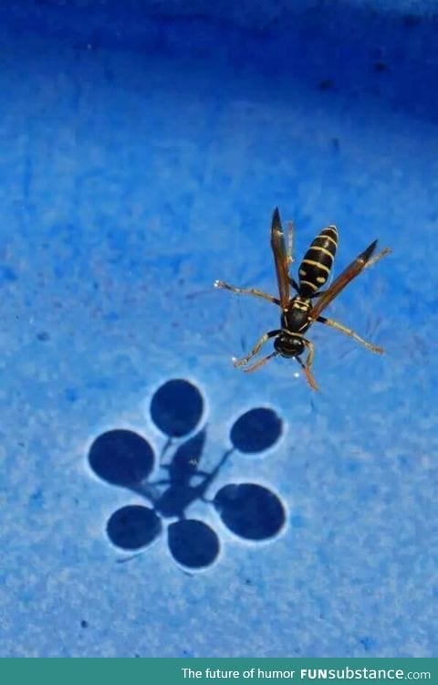 Surface tension refracts light enough to cast a shadow