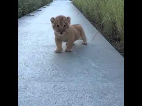 The littlest roar