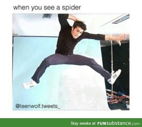 Absolutely hate spiders