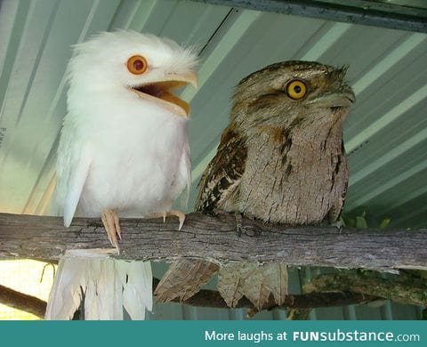 Albino tawny frogmouth