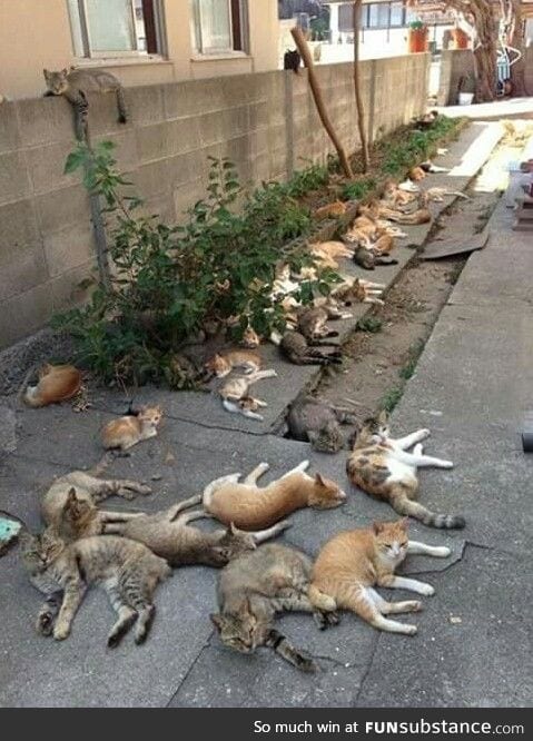 What happens when you grow catnip in your backyard