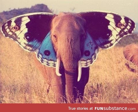 The rare butterphant