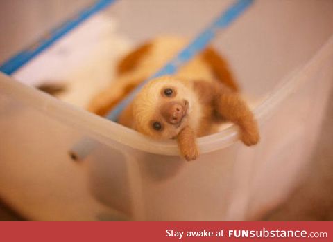 The cutest baby sloth in existence