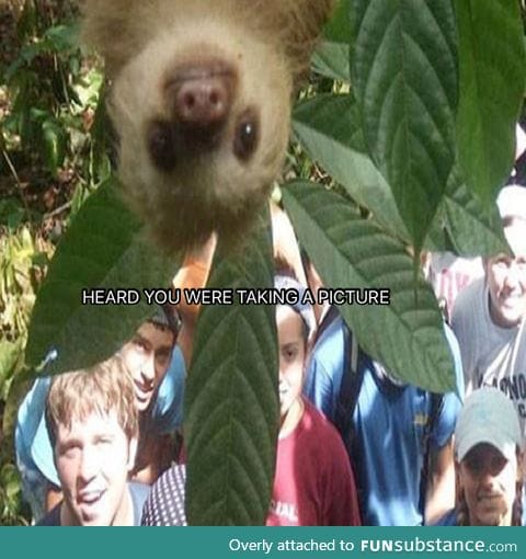 Sloth photobomb