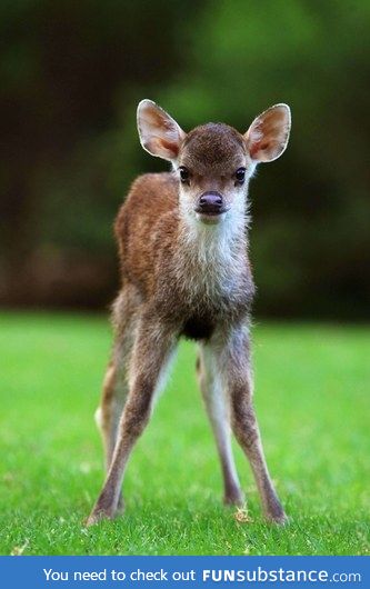 Day 344 of your daily dose of cute: Deer legit make the weirdest noise