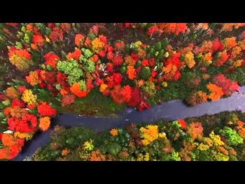 These Beautiful Colour Of Trees.