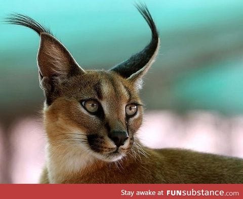 Majestic caracal