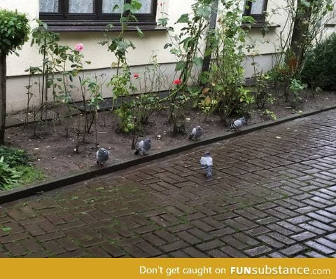 Today I interrupted a secret Pigeon-Army briefing