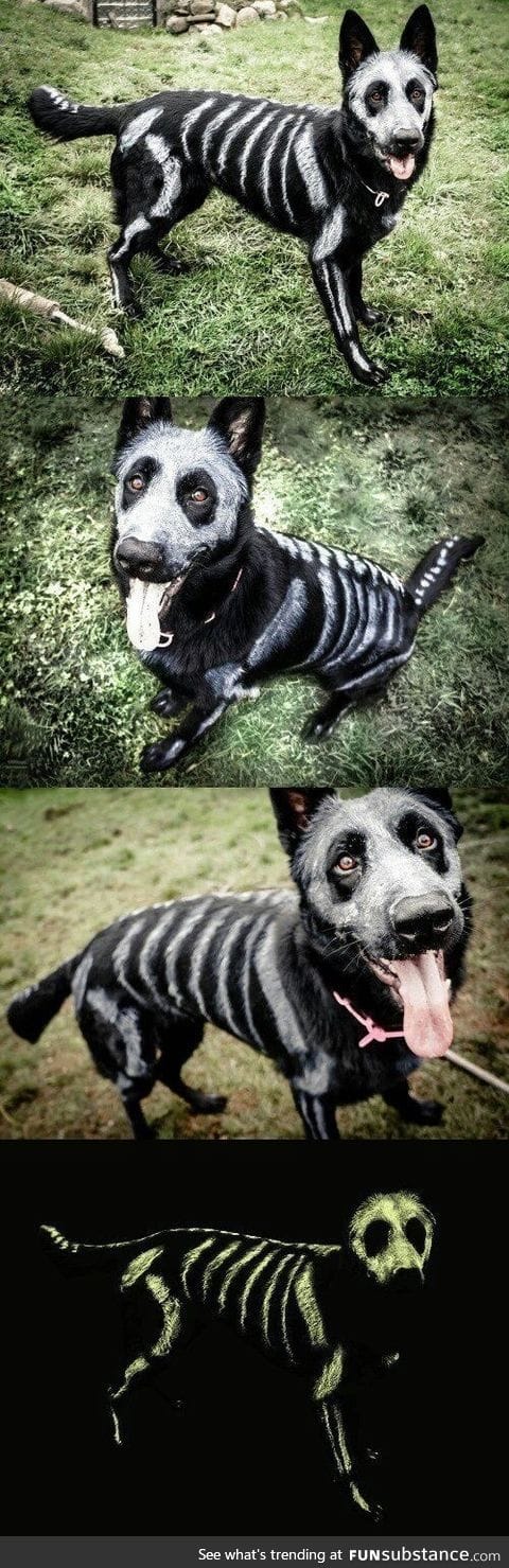 Halloween dog