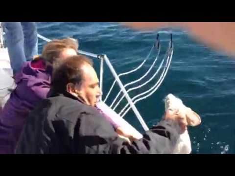 Sailors rescue tired dog lost at sea