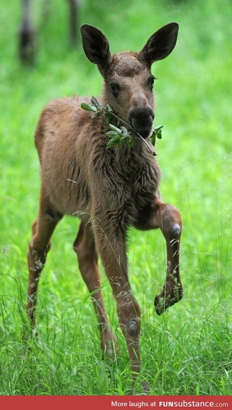 Day 361 of your daily dose of cute: Moooooooooooooooooooooooooooooooooose