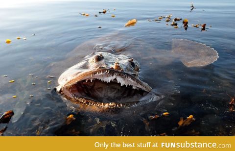 Giant monkfish