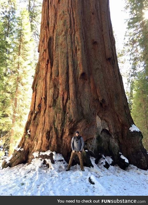 Redwoods are ginormous