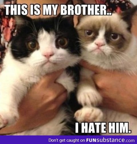 Grumpy Cat's brother