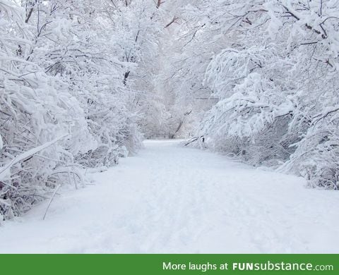 Forest in white