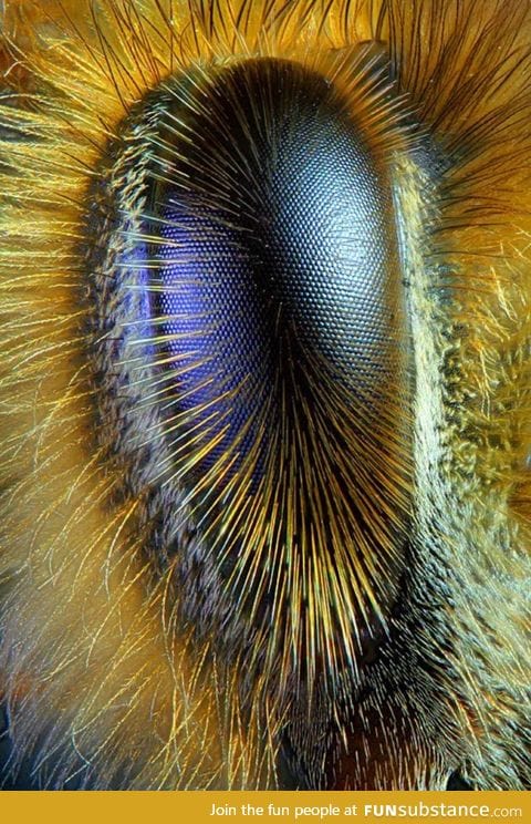 Close up of a bee's eye