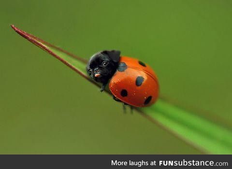 Ladypug