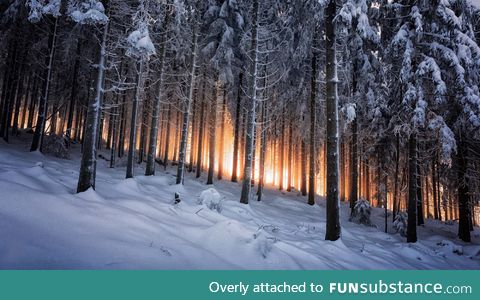 The Black Forest in Germany