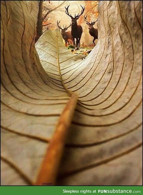 Deer from the perspective of the leaf