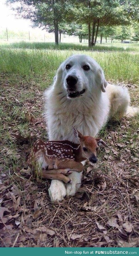 Can't Chase The Ball Right Now, Have A Friend To Hold