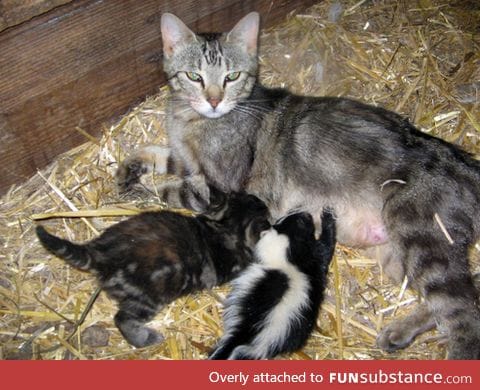 Mama cat has some explaining to do.