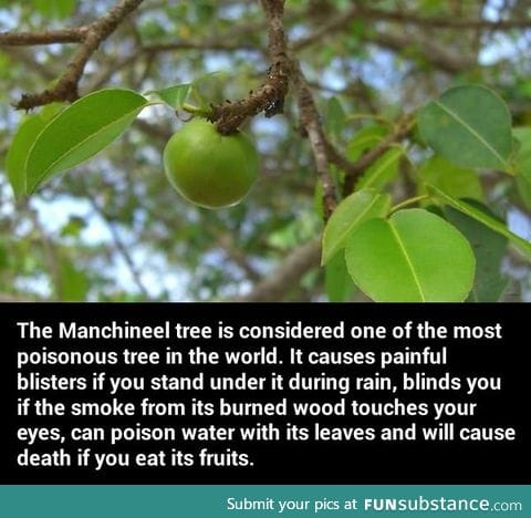 The most poisonous tree in the world