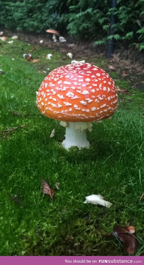 Pretty mushroom