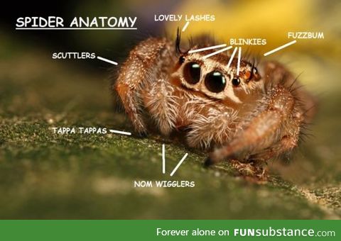 Spider Anatomy