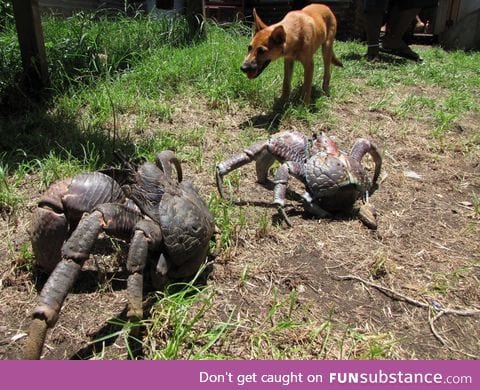 Coconut Crabs, the largest land arthropods (dog for scale)