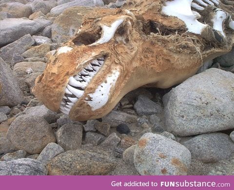 Leopard seal skull