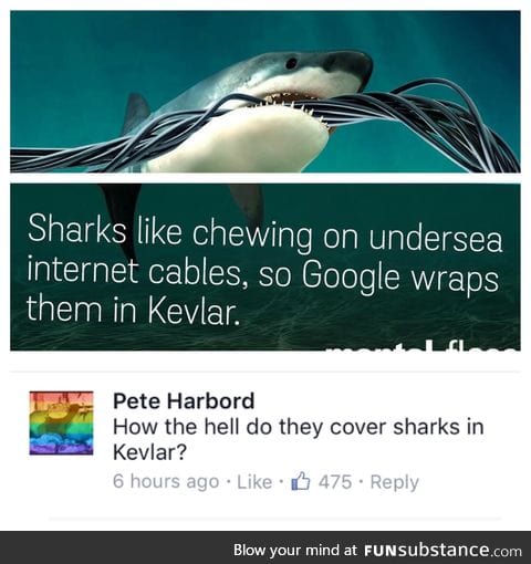 Sharks need fiber for a balanced diet