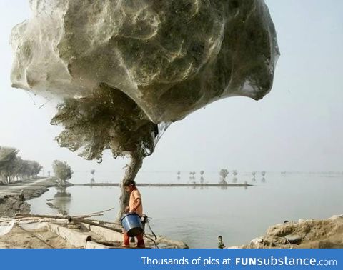 Spiders climbed trees to avoid flooding in Pakistan