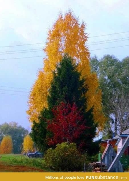 The way these three trees line up