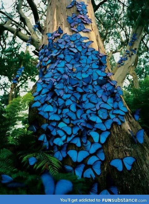 Butterflies