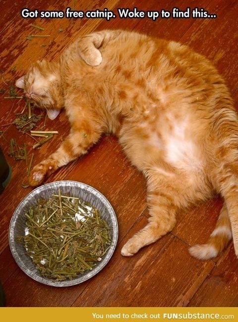 Got that catnip