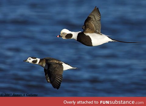 I know most people won't be interested, but this is a long-tailed duck