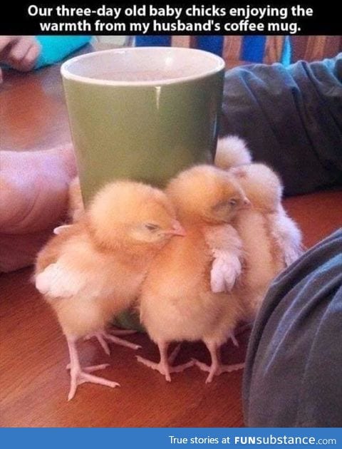 Chicks