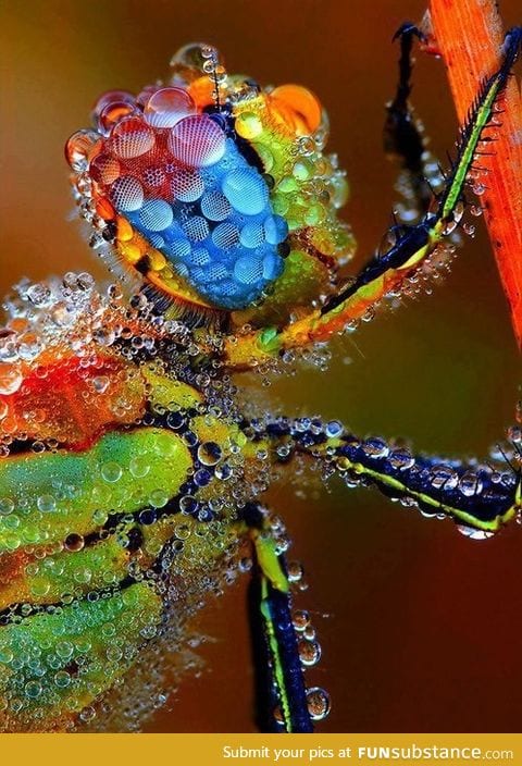 Dragonfly in morning dew