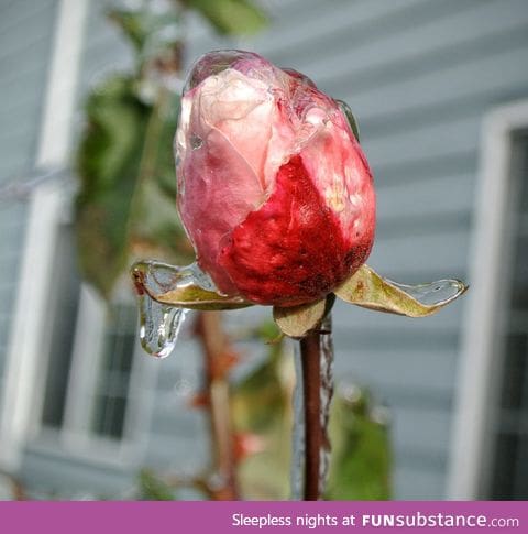 Rose preserved under a layer of ice