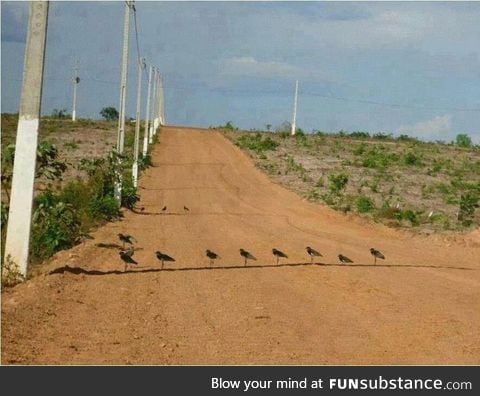 The birds trying to survive in the shadow with 104 °F