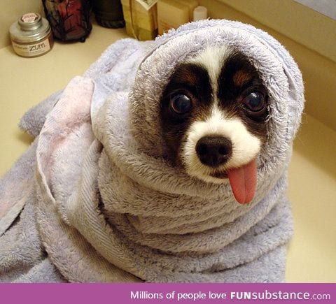 Daily Dose of Dumb: Here, have a FURRITO